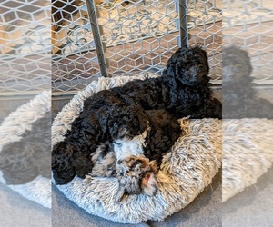 Aussiedoodle Miniature -Poodle (Miniature) Mix Litter for sale in RENNER, SD, USA