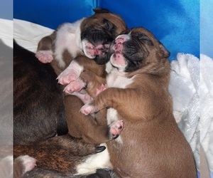 Boxer Litter for sale in INDIANAPOLIS, IN, USA
