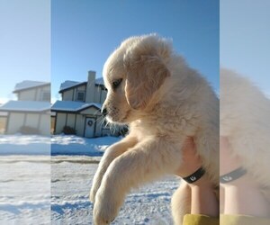 Golden Retriever Litter for sale in COLVILLE, WA, USA
