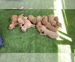 Goldendoodle Litter for sale in RHINE, GA, USA