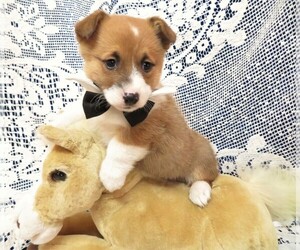 Pembroke Welsh Corgi Litter for sale in NORWOOD, MO, USA