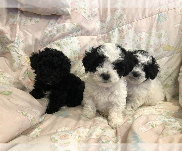 Medium Photo #1 Poodle (Toy) Puppy For Sale in CROSS JNCT, VA, USA
