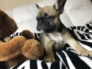 French Bulldog Litter for sale in ISSAQUAH, WA, USA