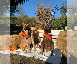 Belgian Malinois Litter for sale in VOLGA, WV, USA