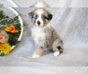 Cavalier King Charles Spaniel-Miniature Australian Shepherd Mix Litter for sale in MILLERSBURG, OH, USA