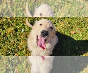 Golden Retriever Litter for sale in PALMDALE, CA, USA