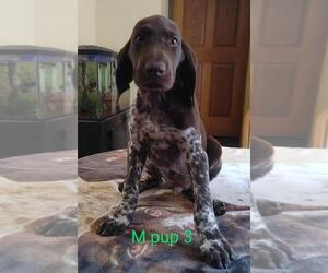 German Shorthaired Pointer Litter for sale in GLADSTONE, IL, USA