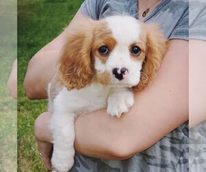 Cavapoo Litter for sale in WHITE SALMON, WA, USA