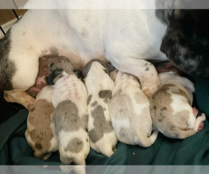 Dachshund Litter for sale in CONYERS, GA, USA