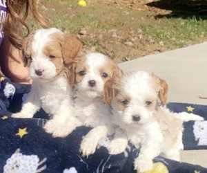 Cavapoo Litter for sale in COXS CREEK, KY, USA