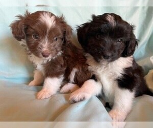 Aussiedoodle Miniature  Litter for sale in MENDENHALL, MS, USA