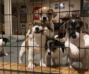Jack Russell Terrier Litter for sale in GAMBIER, OH, USA