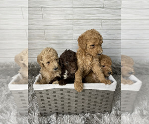 Goldendoodle (Miniature) Litter for sale in KENNESAW, GA, USA