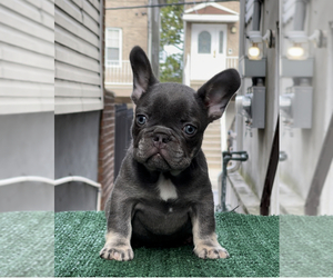 French Bulldog Litter for sale in WEST NEW YORK, NJ, USA