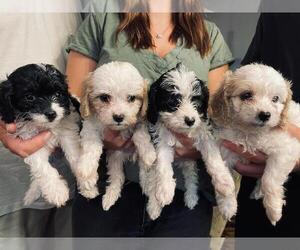 Cavapoo Litter for sale in LEBANON, MO, USA