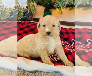 Poodle (Standard) Litter for sale in SPRINGBORO, OH, USA