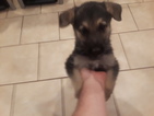 Small Photo #1 German Shepherd Dog Puppy For Sale in PITTSBURGH, PA, USA