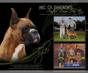Boxer Litter for sale in CHILHOWEE, MO, USA