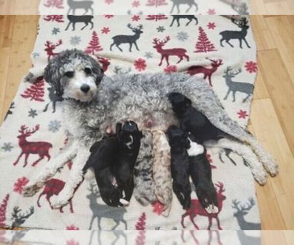 Medium Photo #1 F2 Aussiedoodle Puppy For Sale in WOODFORD, WI, USA