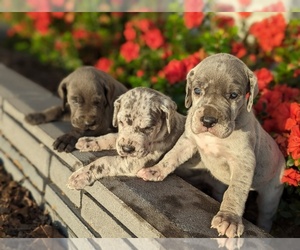 Great Dane Litter for sale in GREENVILLE, NC, USA