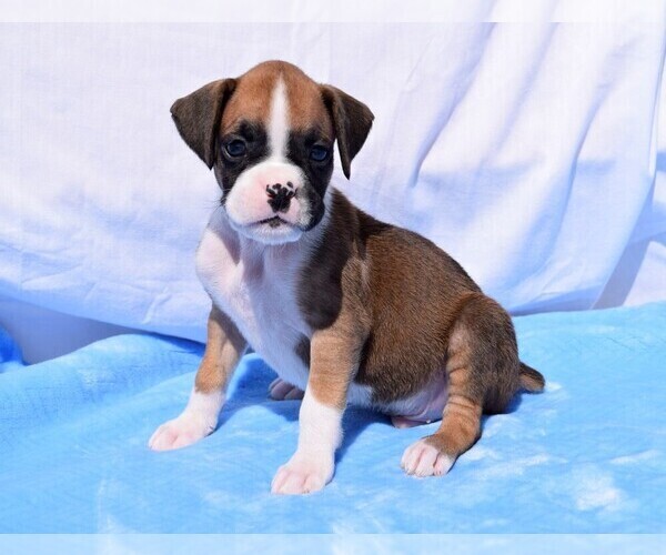 Medium Photo #1 Boxer Puppy For Sale in CHILHOWEE, MO, USA