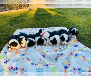 Sheepadoodle Litter for sale in TULARE, CA, USA