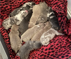 American Bully Litter for sale in NEW BALTIMORE, MI, USA