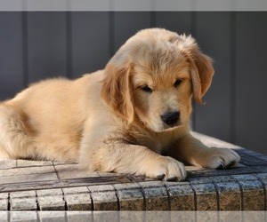 Golden Retriever Litter for sale in BEND, OR, USA