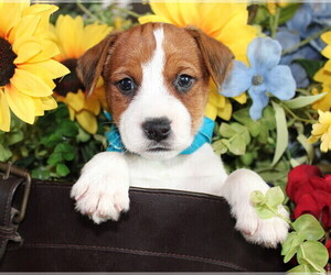 Jack Russell Terrier Litter for sale in ANTLERS, OK, USA