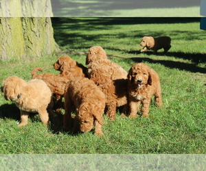 Medium Goldendoodle-Poodle (Standard) Mix