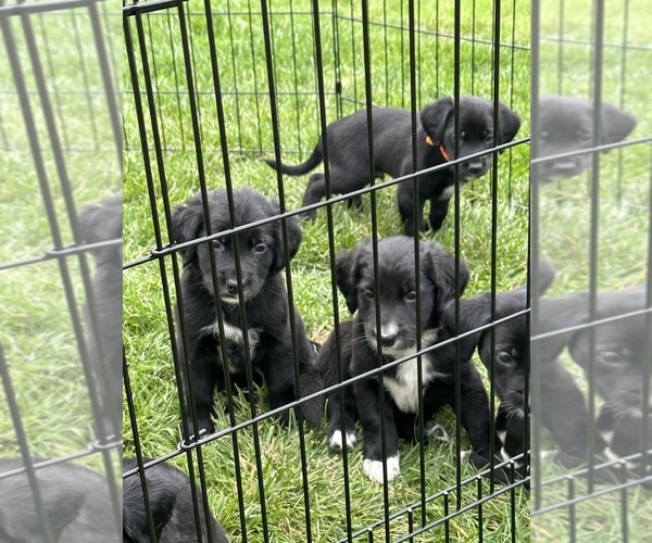Medium Photo #1 Border Collie-Golden Retriever Mix Puppy For Sale in ASTORIA, OR, USA