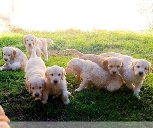 Goldendoodle Litter for sale in AUSTIN, TX, USA