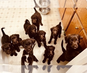 Labradoodle Litter for sale in CONOVER, NC, USA