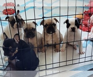 French Bulldog Litter for sale in SAN JOSE, CA, USA