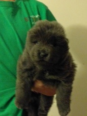 Chow Chow Litter for sale in DENVER, CO, USA