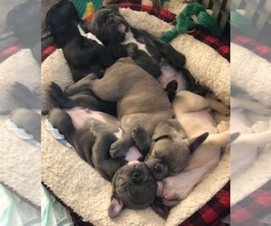 French Bulldog Litter for sale in JOHNSTOWN, CO, USA