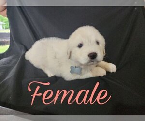 Great Pyrenees Litter for sale in ROMULUS, MI, USA