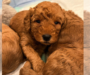 Miniature Labradoodle Litter for sale in AGAWAM, MA, USA