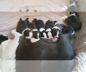Boston Terrier Litter for sale in SIX LAKES, MI, USA
