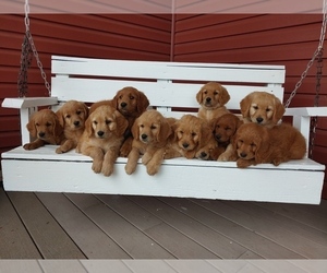 Goldendoodle Litter for sale in UNION SPRINGS, NY, USA