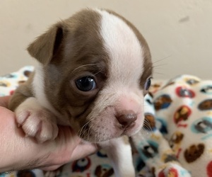 Boston Terrier Litter for sale in TULARE, CA, USA