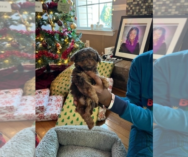 Medium Photo #1 Yorkshire Terrier Puppy For Sale in WINDER, GA, USA