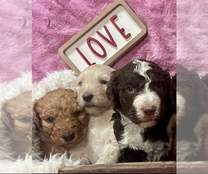 Bernedoodle Litter for sale in BUFFALO GAP, TX, USA