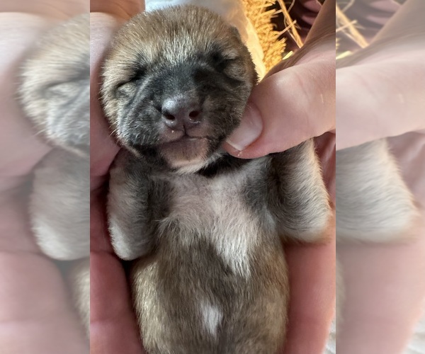 Medium Photo #1 Shiba Inu Puppy For Sale in HARRODSBURG, KY, USA