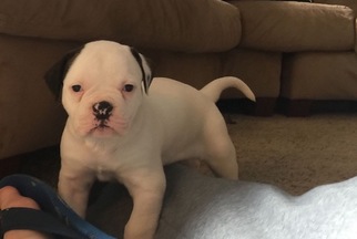 American Bulldog Litter for sale in INDIANAPOLIS, IN, USA