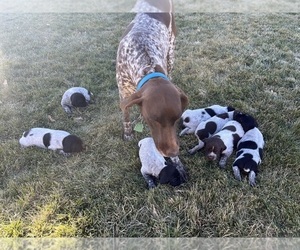 German Shorthaired Pointer Litter for sale in HAXTUN, CO, USA