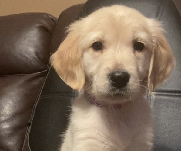 Medium Photo #1 Golden Retriever Puppy For Sale in EVART, MI, USA