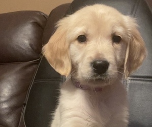 Golden Retriever Litter for sale in EVART, MI, USA