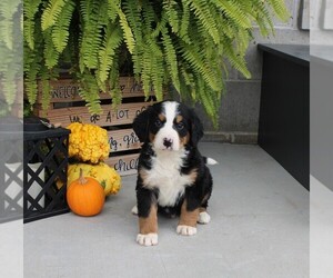 Bernese Mountain Dog Litter for sale in NAPPANEE, IN, USA