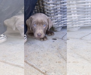 Medium Labrador Retriever